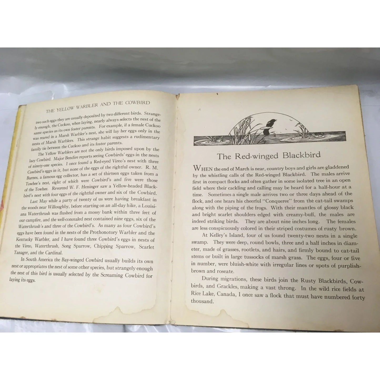 The Bird Book: Observations of Bird Life by Frank North Shankland - A+ Stuff