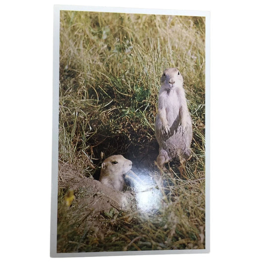 Vintage Collectible Snapshot Photo Prairie Dogs Postcard Rushmore Photo & Gifts, Inc. 1993 Rushmore Photo & Gifts, Inc. 1993 A+ Stuff