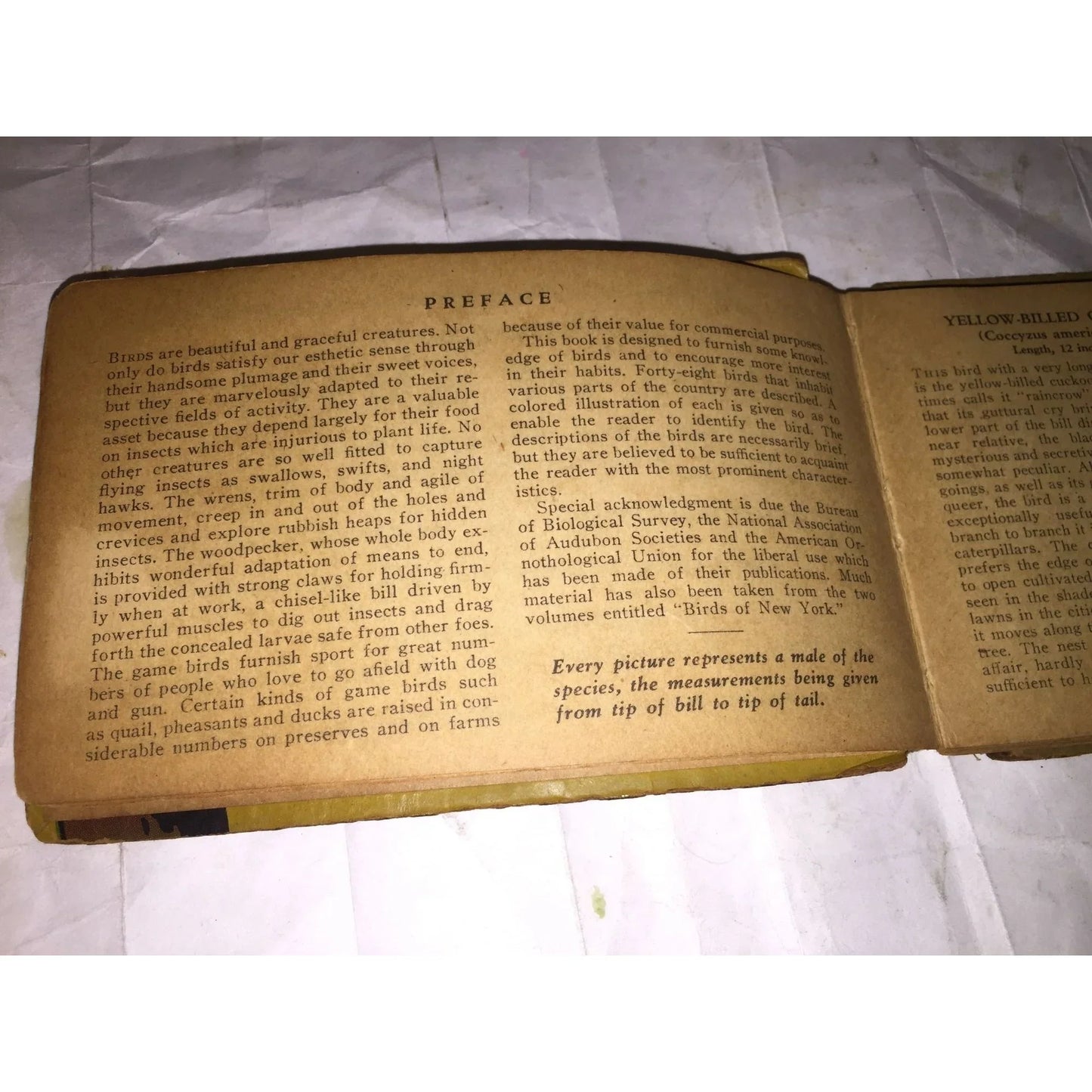 The Yellow Book of Birds of America Small Miniature Book - A+ Stuff