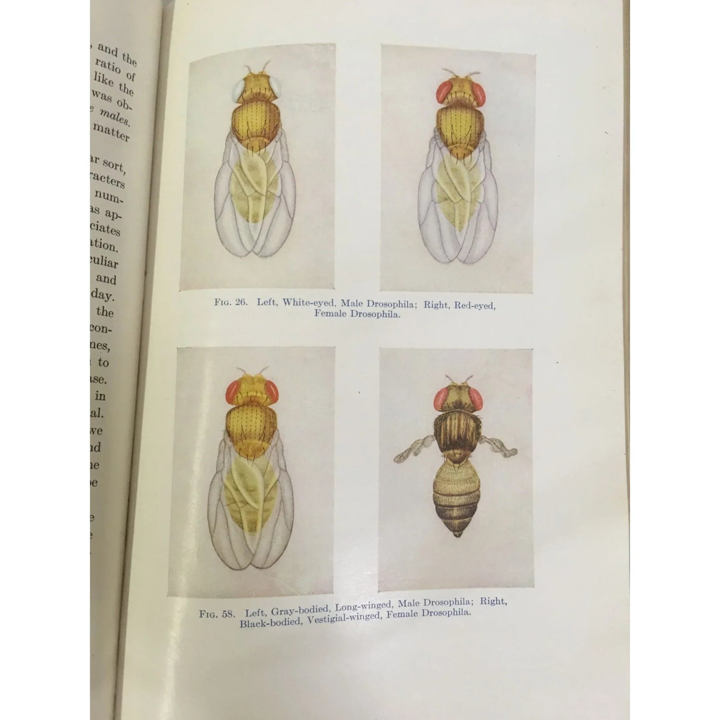 The Principles of Heredity Book by Laurence Snyder (2nd Edition) - A+ Stuff