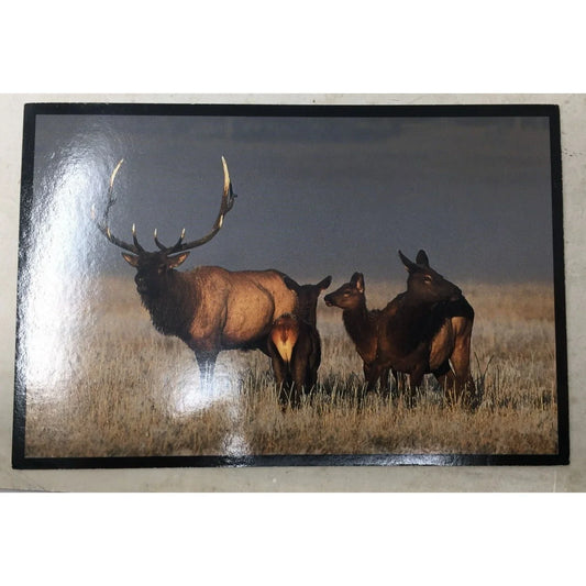 A Family of Elk Collectible Post Card A+ Stuff A+ Stuff