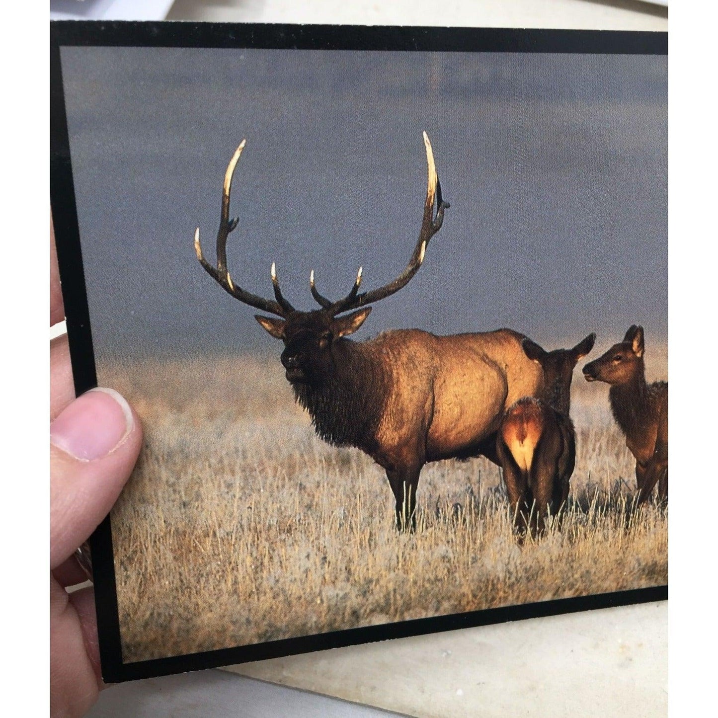 A Family of Elk Collectible Post Card A+ Stuff A+ Stuff