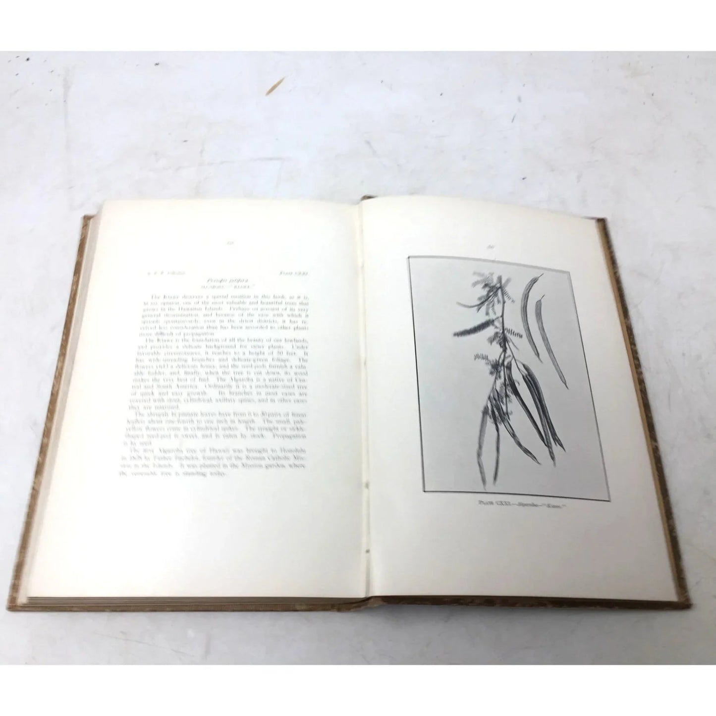 'Fruits of the Hawaiian Islands' by Gerrit Parmile Wilder - Gerrit Parmile Wilder - Antique Books - A+ Stuff