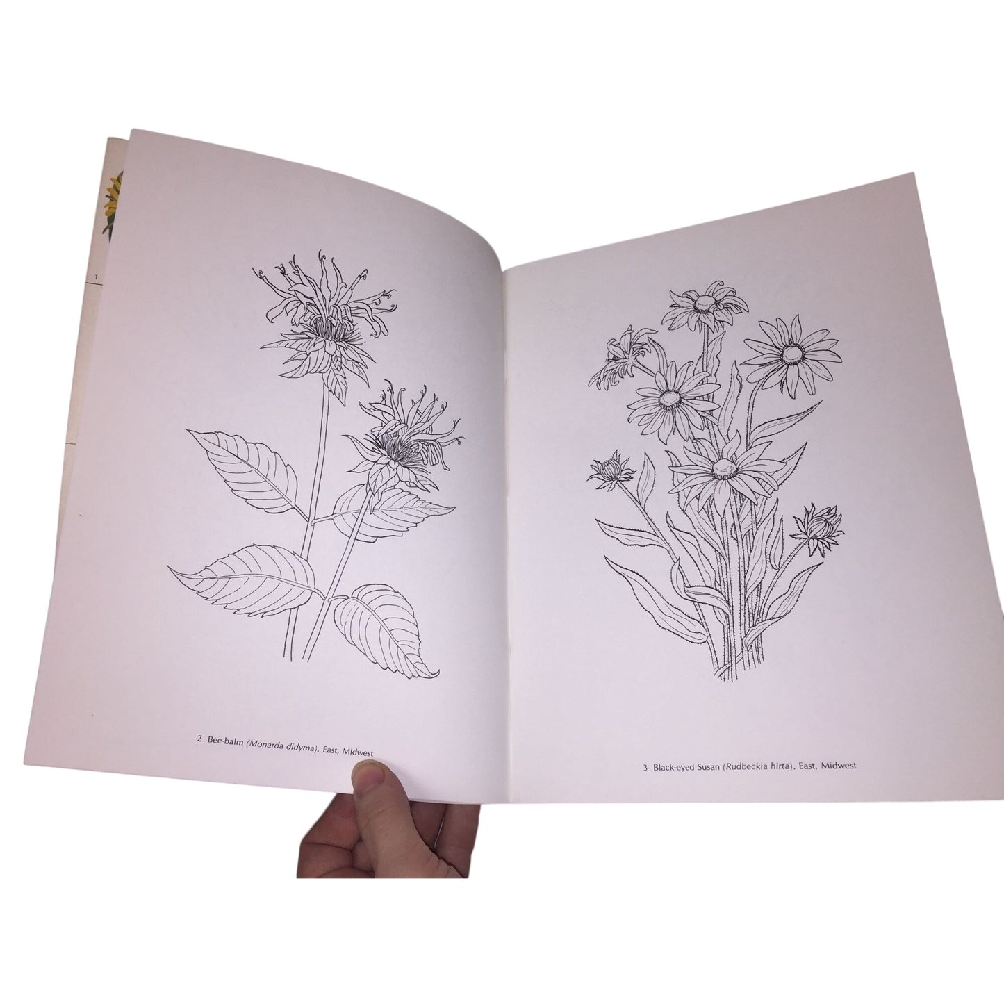 American Wildflowers Coloring Book by Paul Kennedy Dover Coloring Book