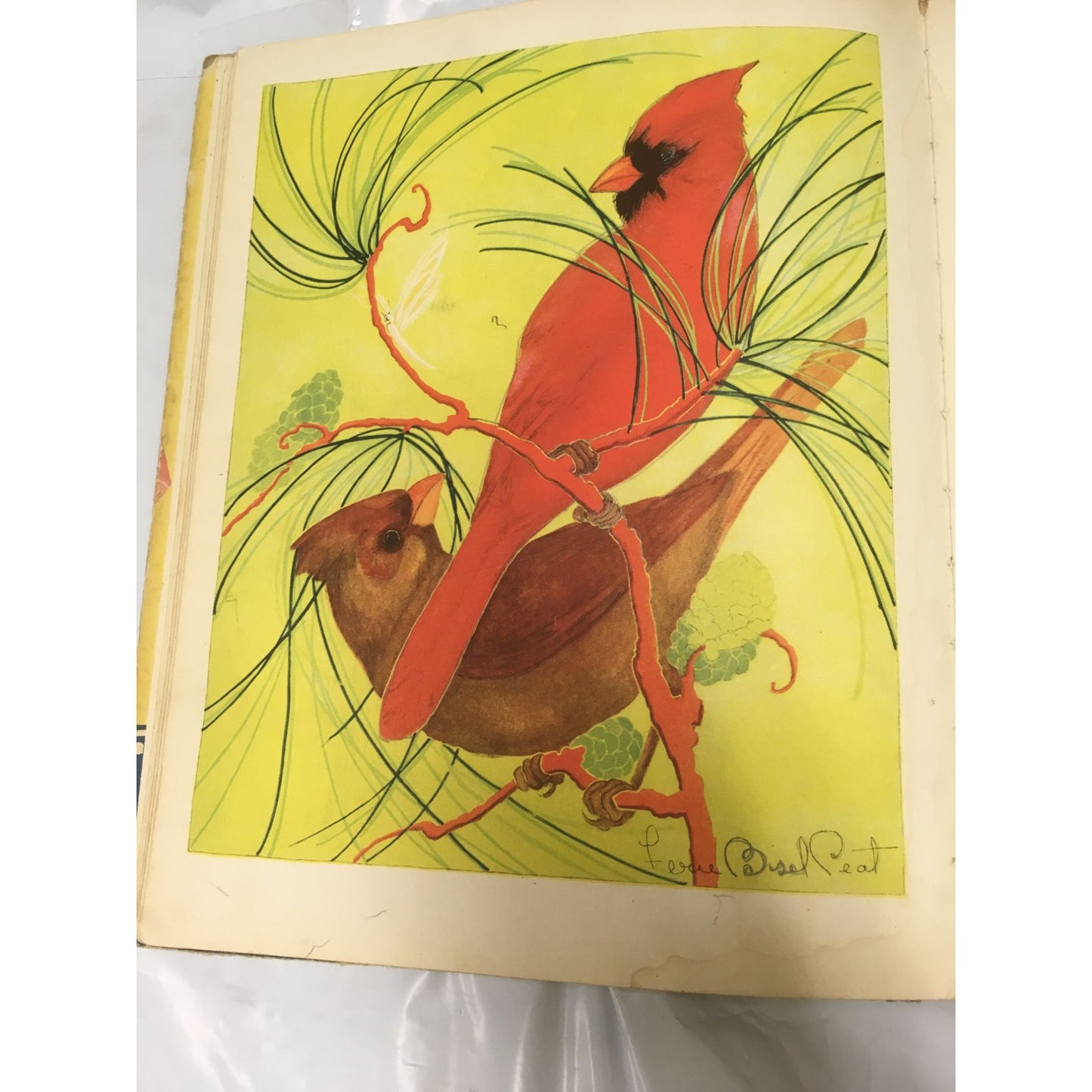 The Bird Book: Observations of Bird Life by Frank North Shankland