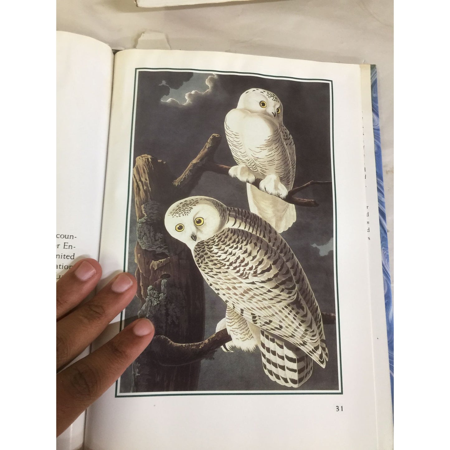 Capturing Nature: The Writings and Art of John James Audubon by Peter/Connie Roop