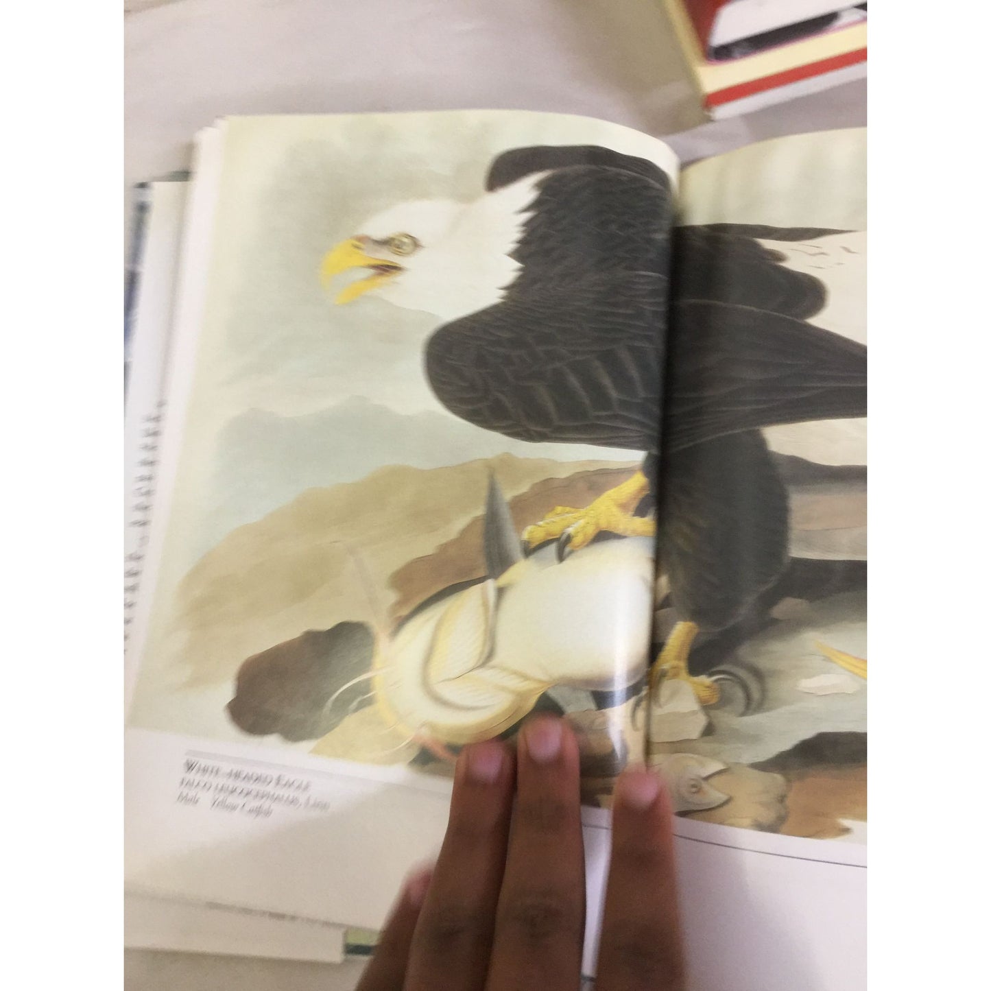 Capturing Nature: The Writings and Art of John James Audubon by Peter/Connie Roop