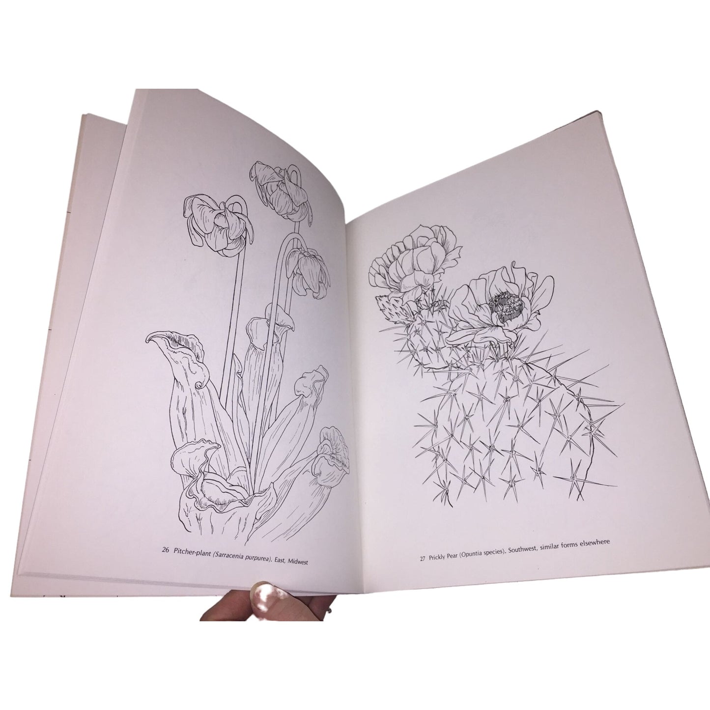 American Wildflowers Coloring Book by Paul Kennedy Dover Coloring Book