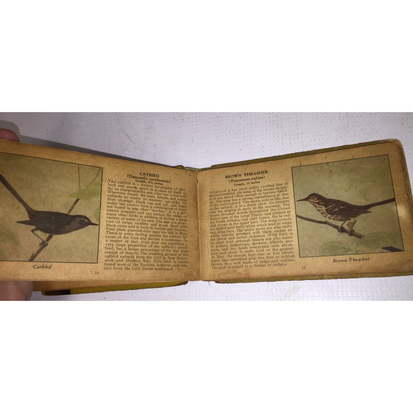 The Yellow Book of Birds of America Small Miniature Book