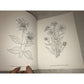 American Wild Flowers Dover Coloring Book- Paul E. Kennedy