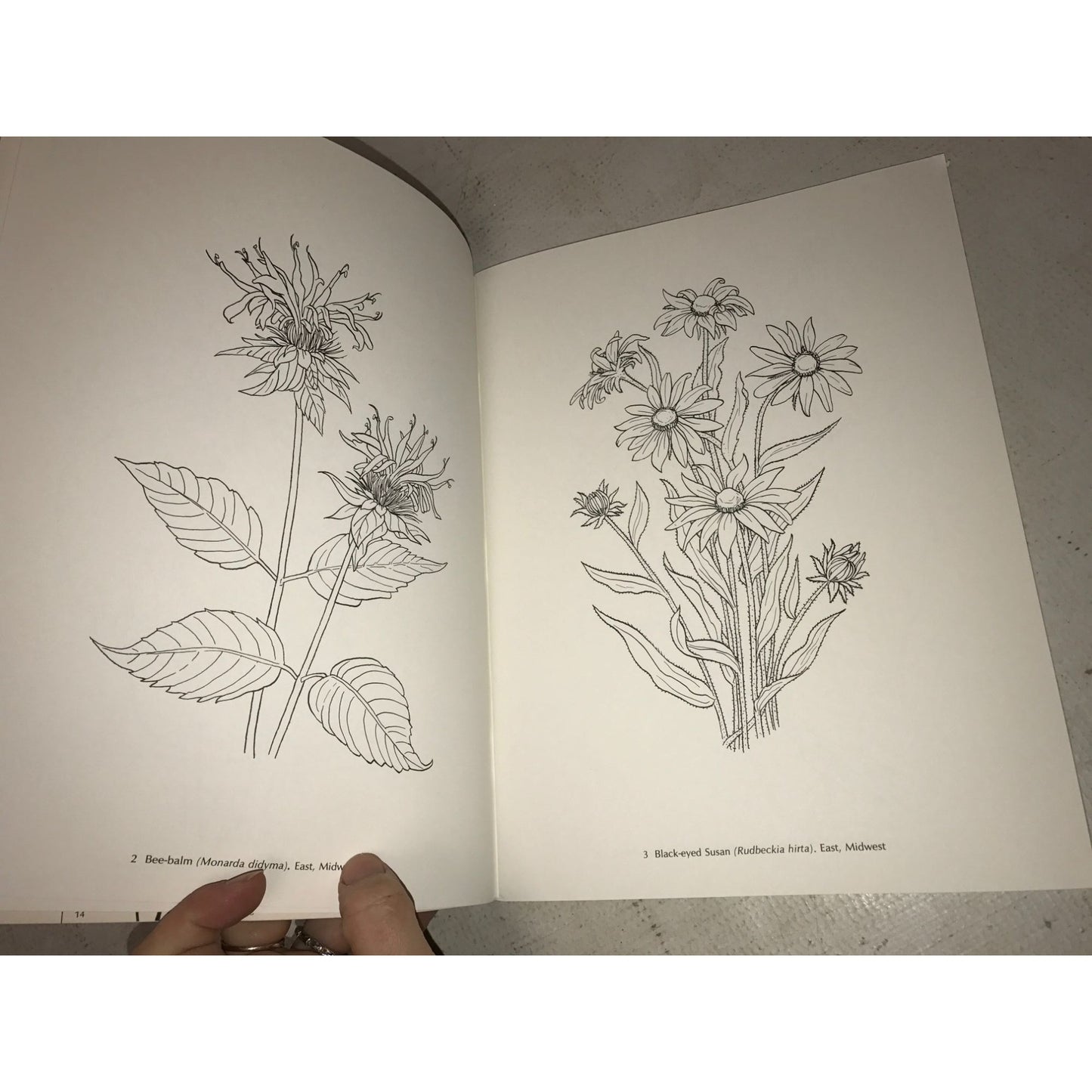 American Wild Flowers Dover Coloring Book- Paul E. Kennedy