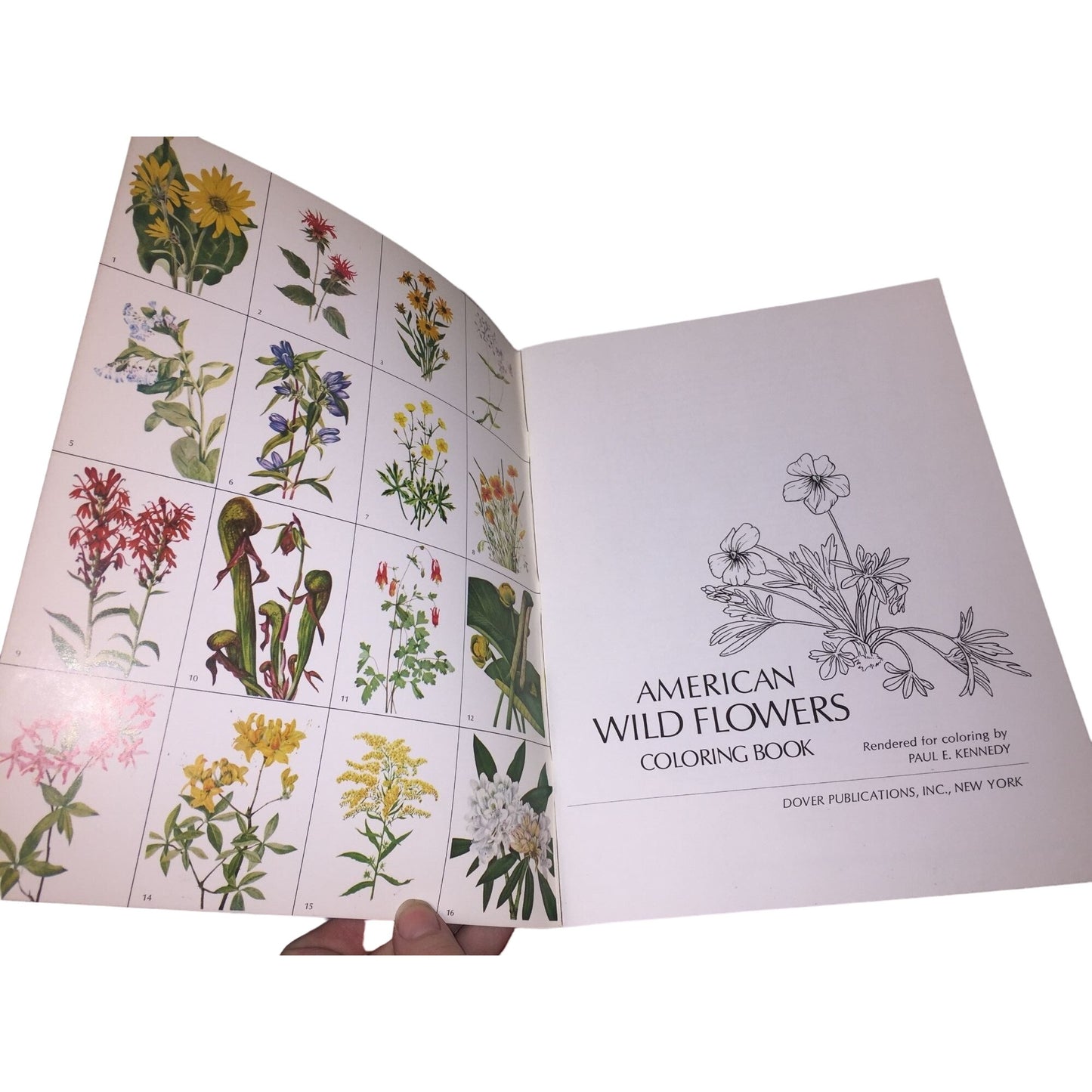 American Wildflowers Coloring Book by Paul Kennedy Dover Coloring Book