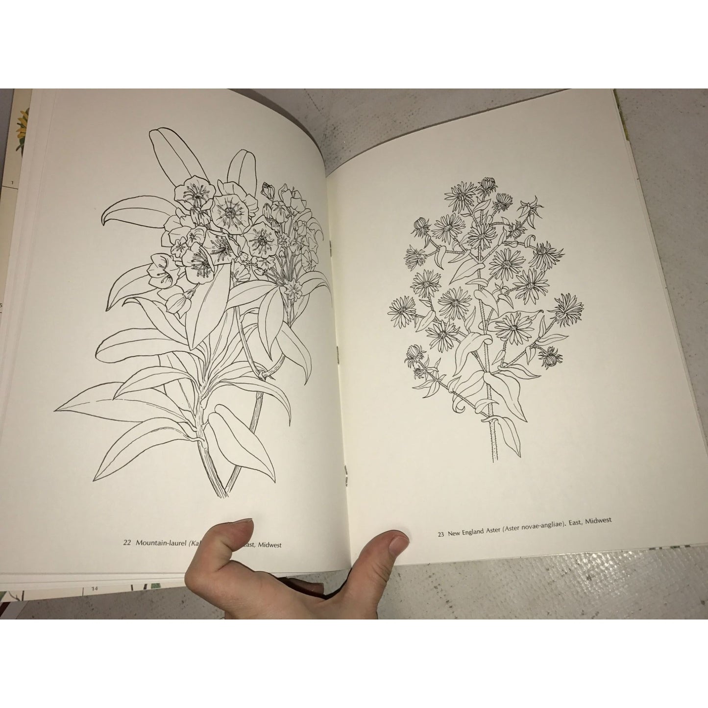 American Wild Flowers Dover Coloring Book- Paul E. Kennedy