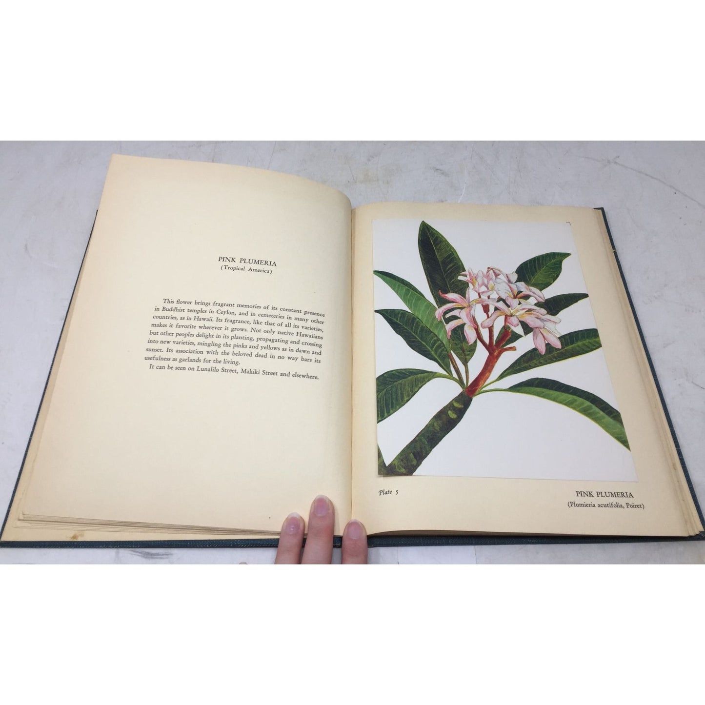 Collectible Vintage 1st Edition Tipped-In Book Print From the 1938 book "Flowers of Hawaii" unbranded  A+ Stuff Books