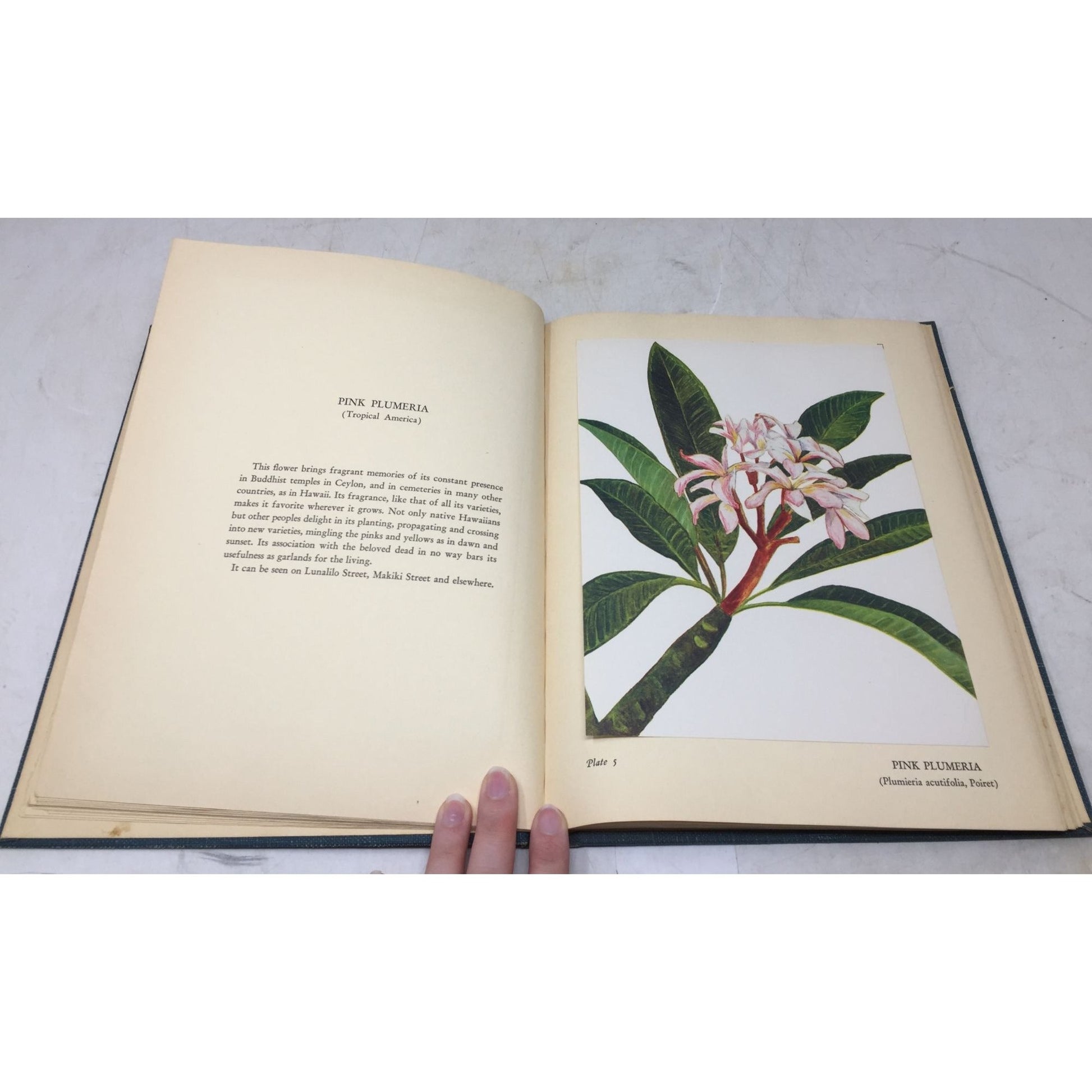 Collectible Vintage 1st Edition Tipped-In Book Print From the 1938 book "Flowers of Hawaii" unbranded  A+ Stuff Books