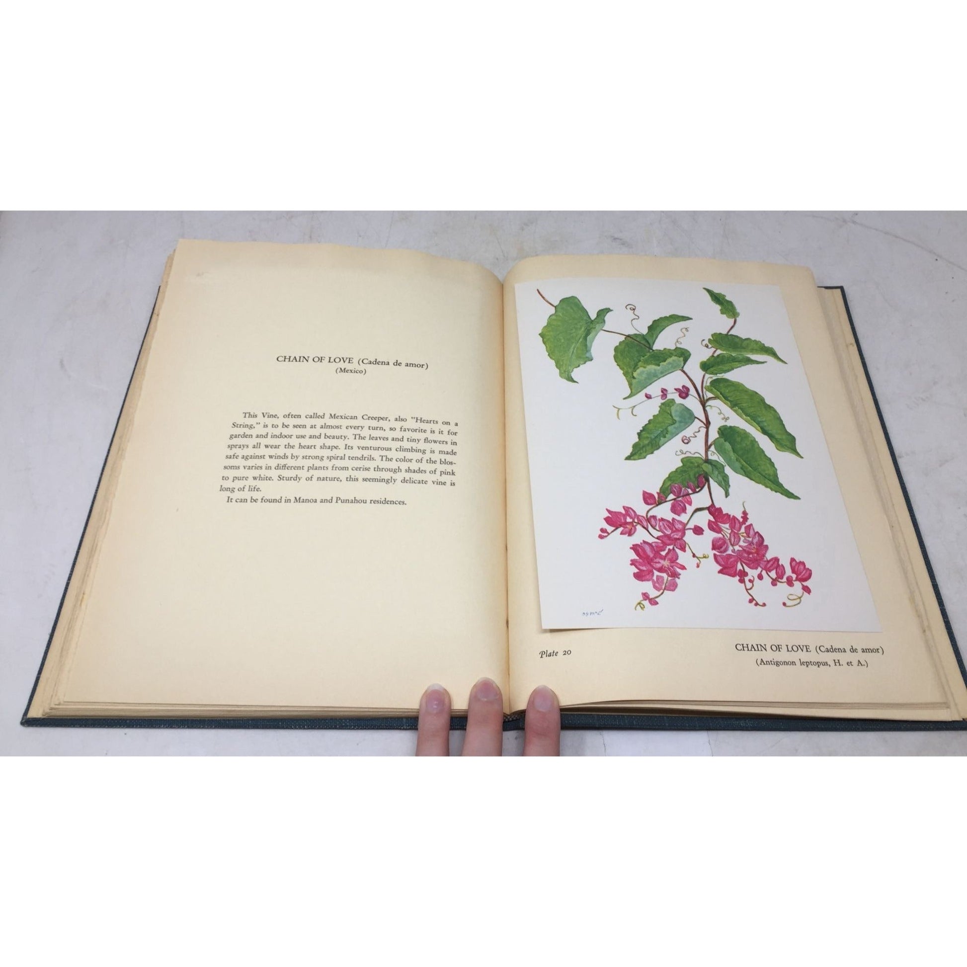 Collectible Vintage 1st Edition Tipped-In Book Print From the 1938 book "Flowers of Hawaii" unbranded  A+ Stuff Books