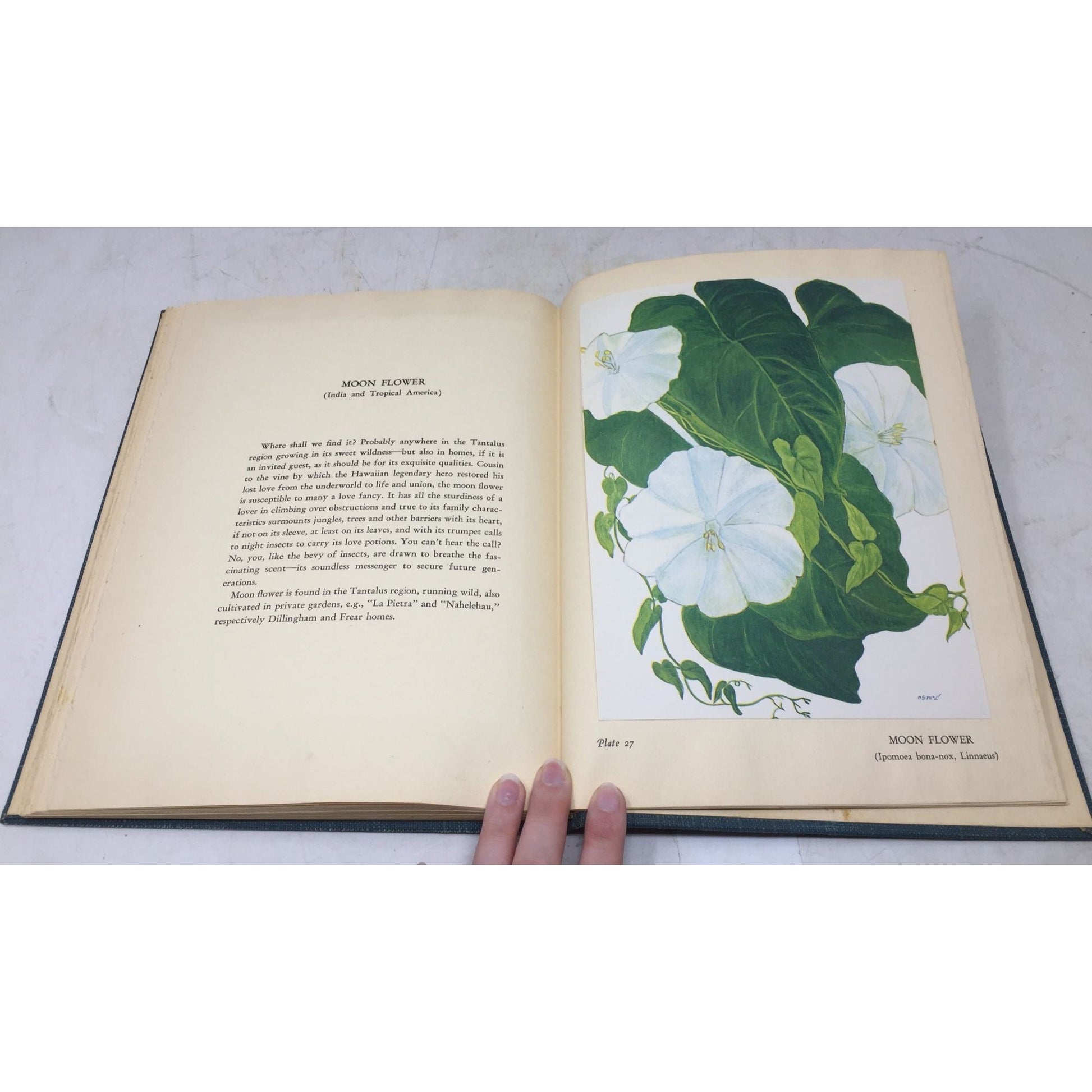 Collectible Vintage 1st Edition Tipped-In Book Print From the 1938 book "Flowers of Hawaii" unbranded  A+ Stuff Books