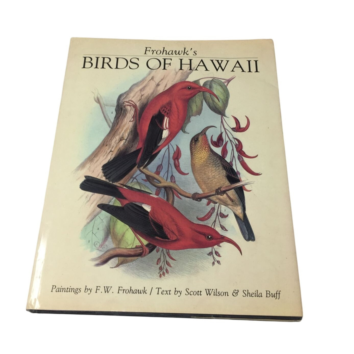 Frohawk's Birds of Hawaii A+ Stuff  A+ Stuff