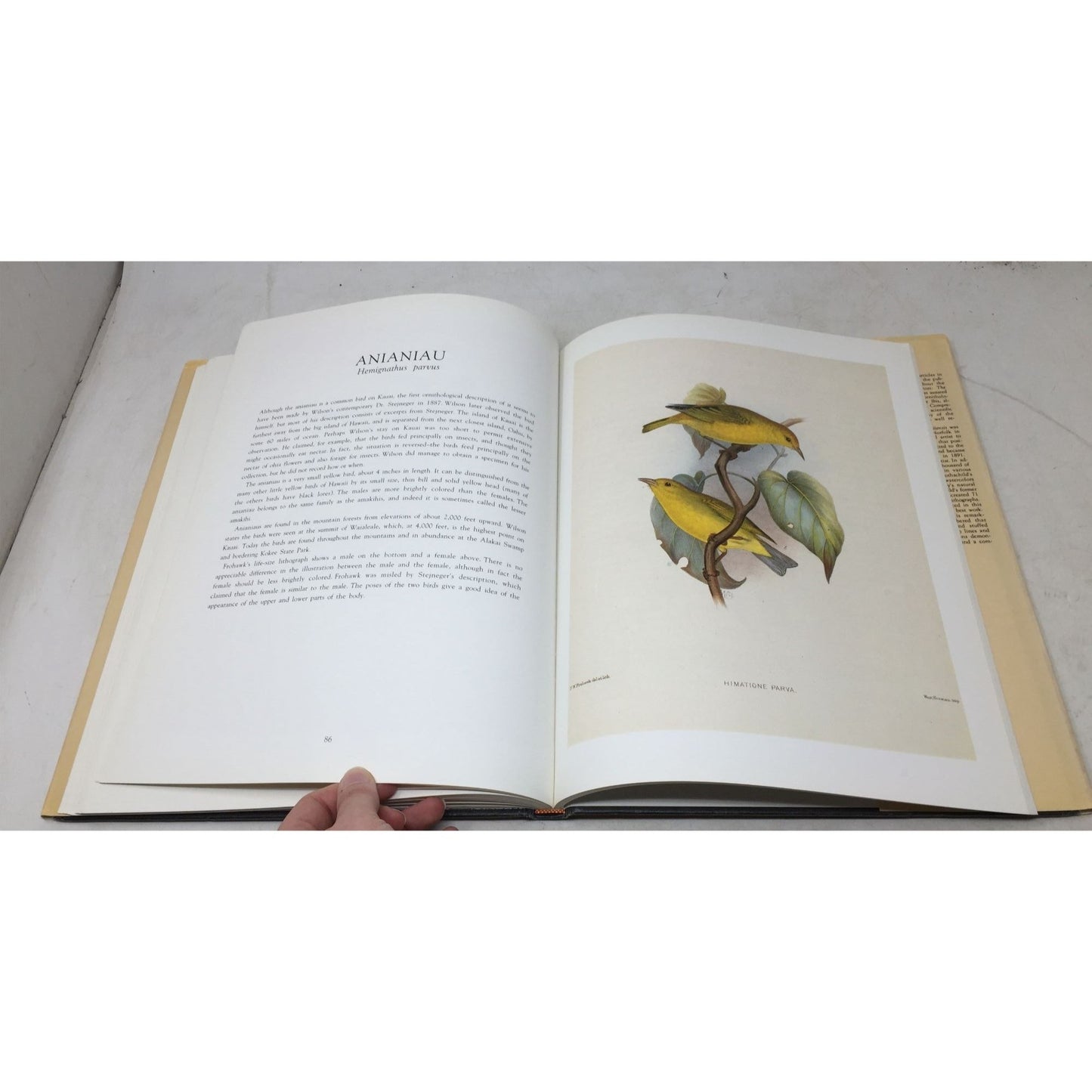 Frohawk's Birds of Hawaii A+ Stuff  A+ Stuff
