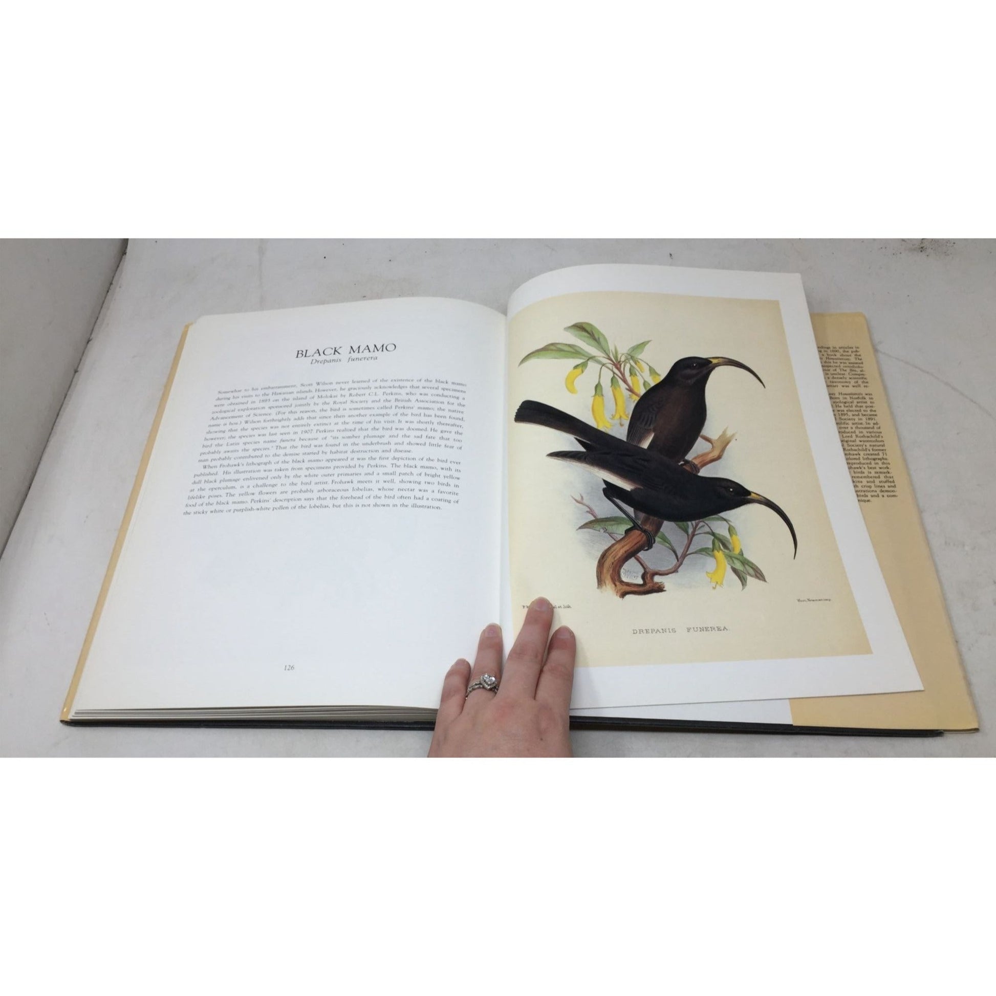 Frohawk's Birds of Hawaii A+ Stuff  A+ Stuff