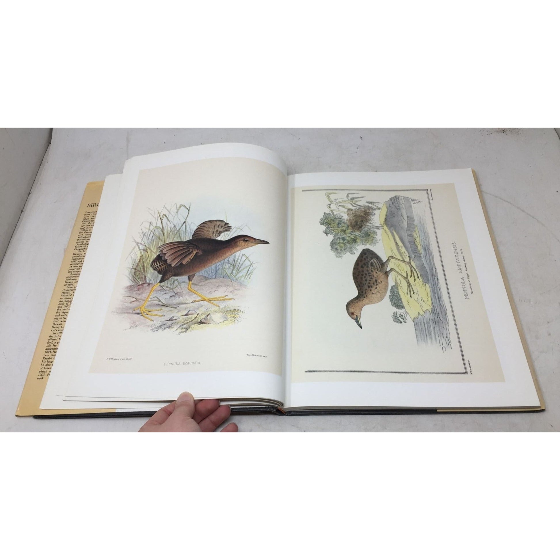 Frohawk's Birds of Hawaii A+ Stuff  A+ Stuff