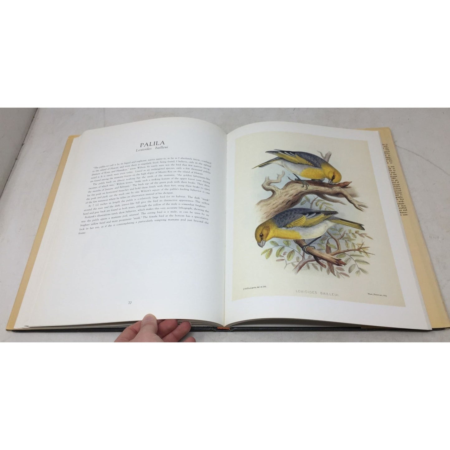 Frohawk's Birds of Hawaii A+ Stuff  A+ Stuff