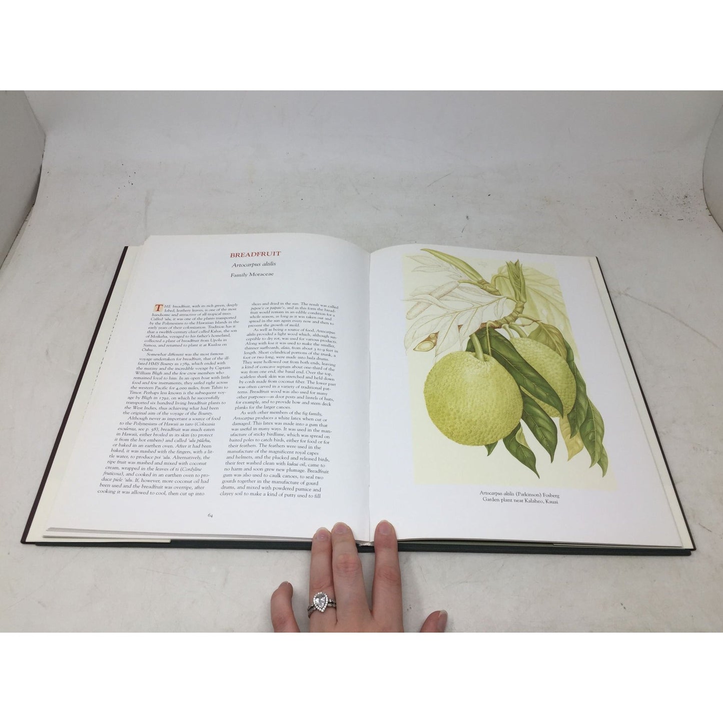 A Hawaiian Florilegium: Botanical Portraits from Paradise unbranded  A+ Stuff Vintage Books