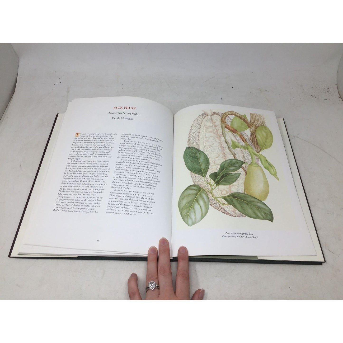 A Hawaiian Florilegium: Botanical Portraits from Paradise unbranded  A+ Stuff Vintage Books
