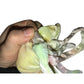 1998 Goochy the Jellyfish Beanie Baby TY Beanie Baby  A+ Stuff Plush Toys / Stuffed Animals