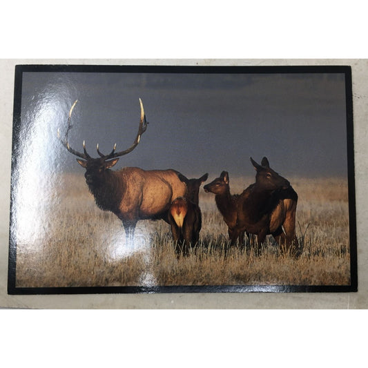 A Family of Elk Collectible Post Card