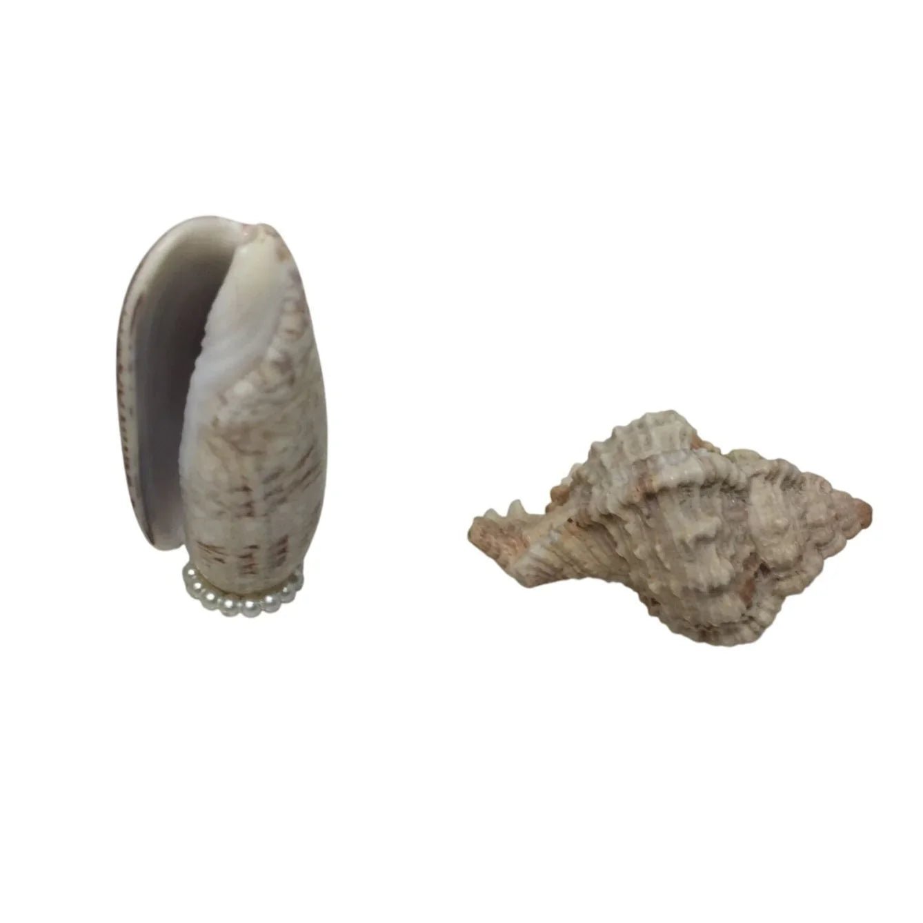 Assorted Collectible Sea Shells - Shell with flowers, Shell Flower with Stem, Two other shells - A+ Stuff - Collectibles - A+ Stuff