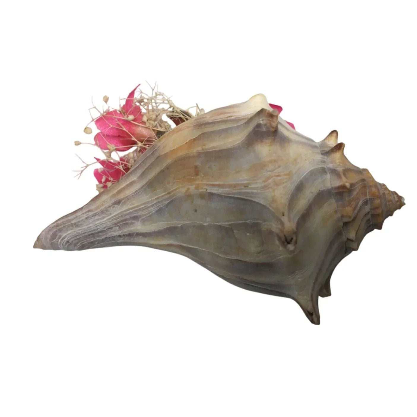 Assorted Collectible Sea Shells - Shell with flowers, Shell Flower with Stem, Two other shells - A+ Stuff - Collectibles - A+ Stuff