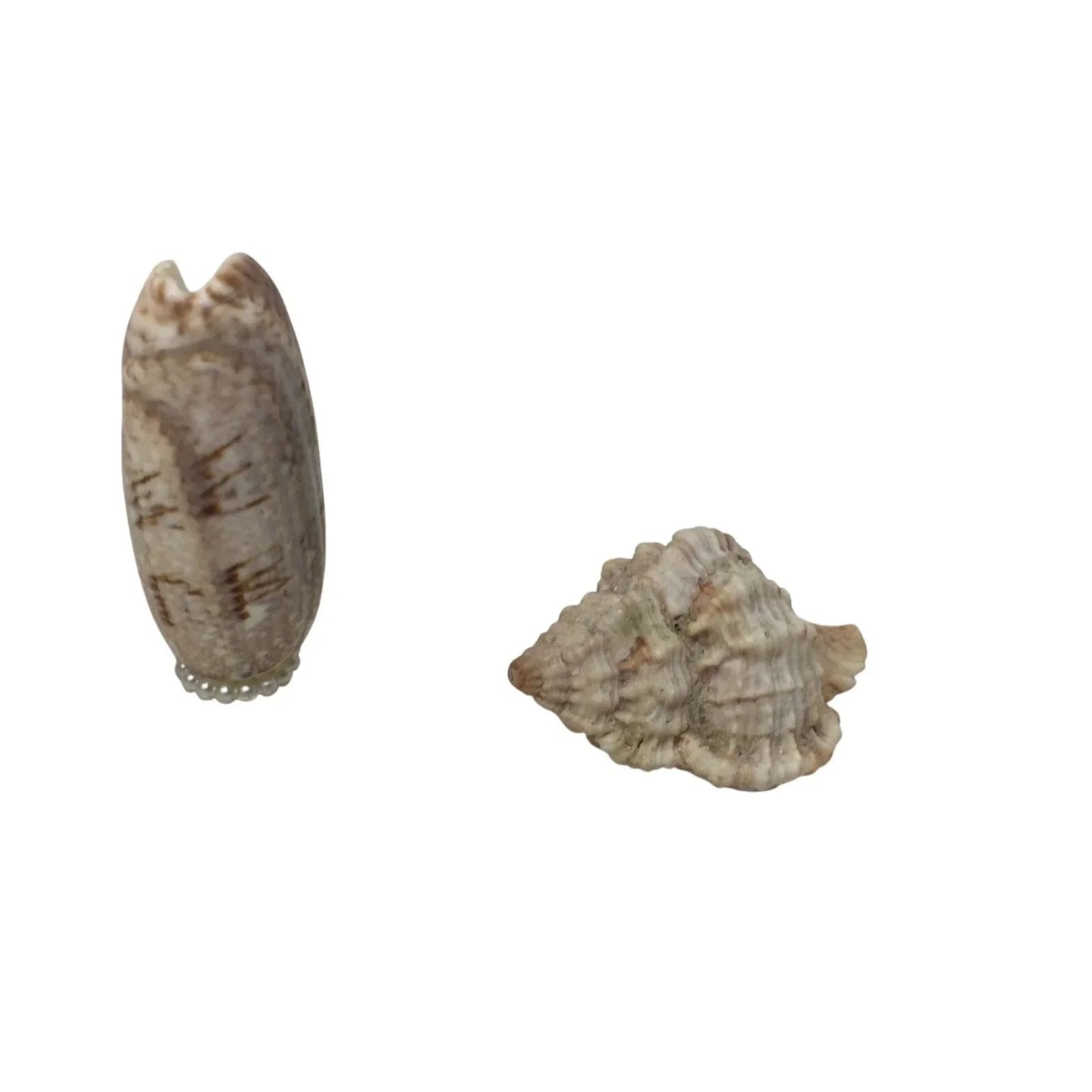 Assorted Collectible Sea Shells - Shell with flowers, Shell Flower with Stem, Two other shells - A+ Stuff - Collectibles - A+ Stuff