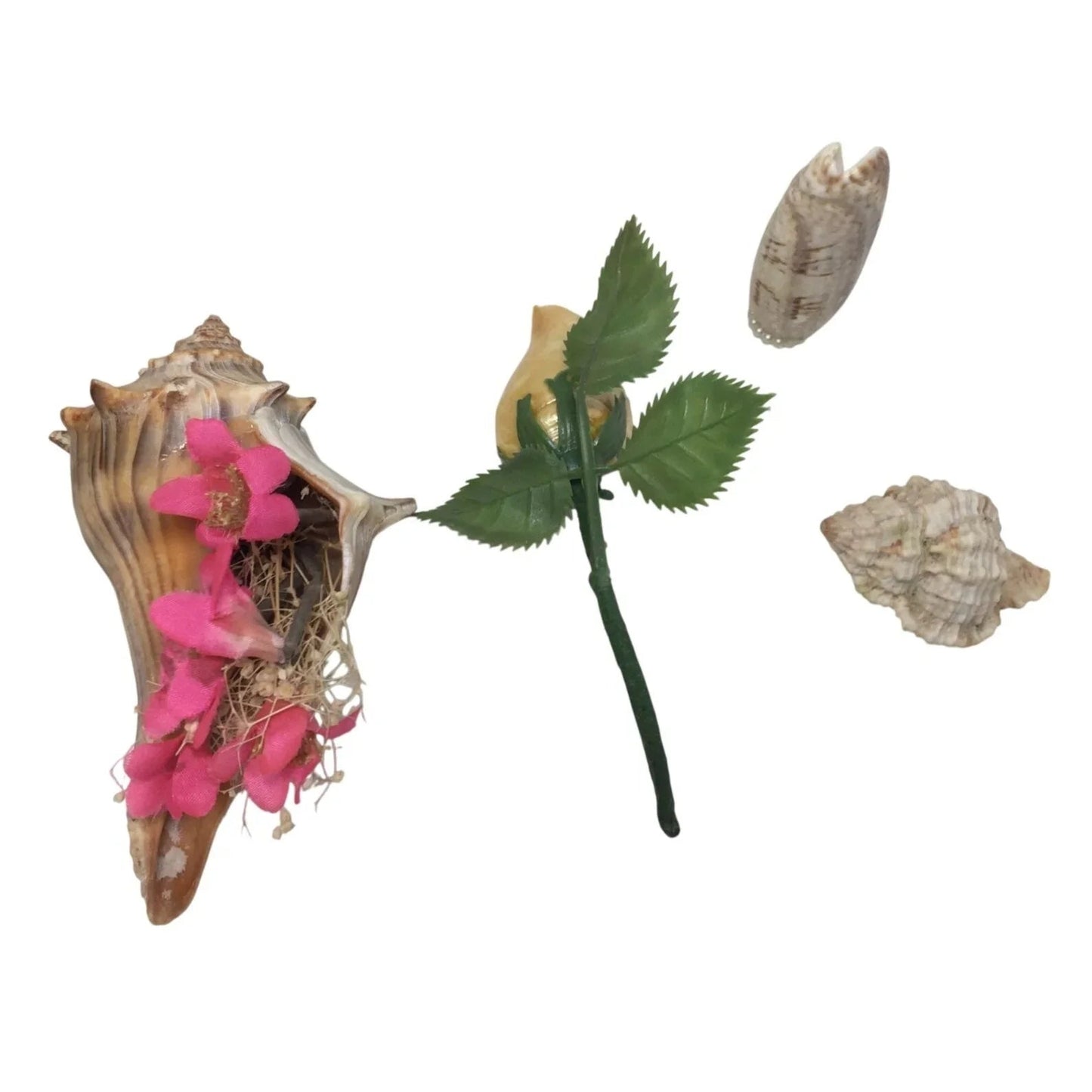 Assorted Collectible Sea Shells - Shell with flowers, Shell Flower with Stem, Two other shells - A+ Stuff - Collectibles - A+ Stuff