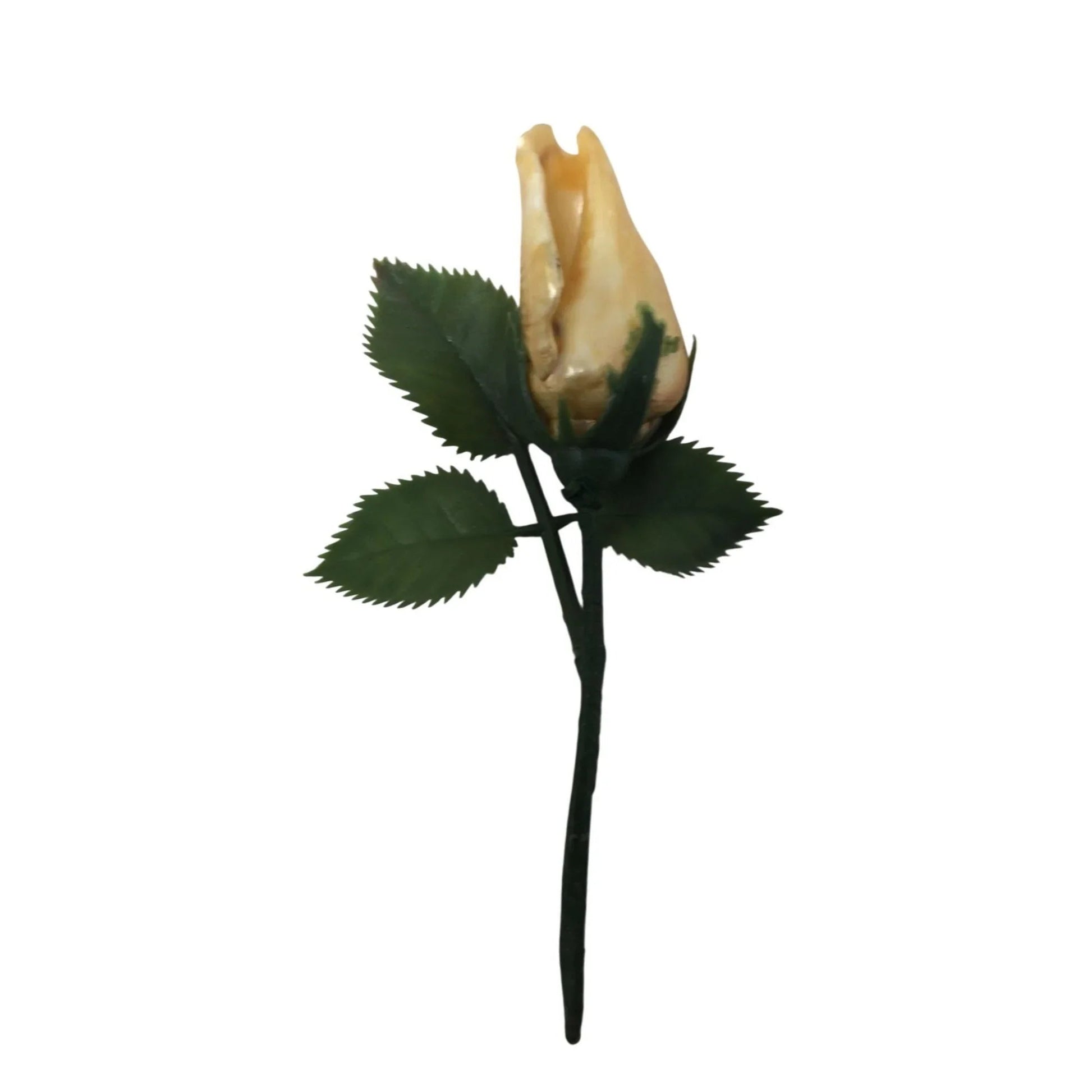 Assorted Collectible Sea Shells - Shell with flowers, Shell Flower with Stem, Two other shells - A+ Stuff - Collectibles - A+ Stuff