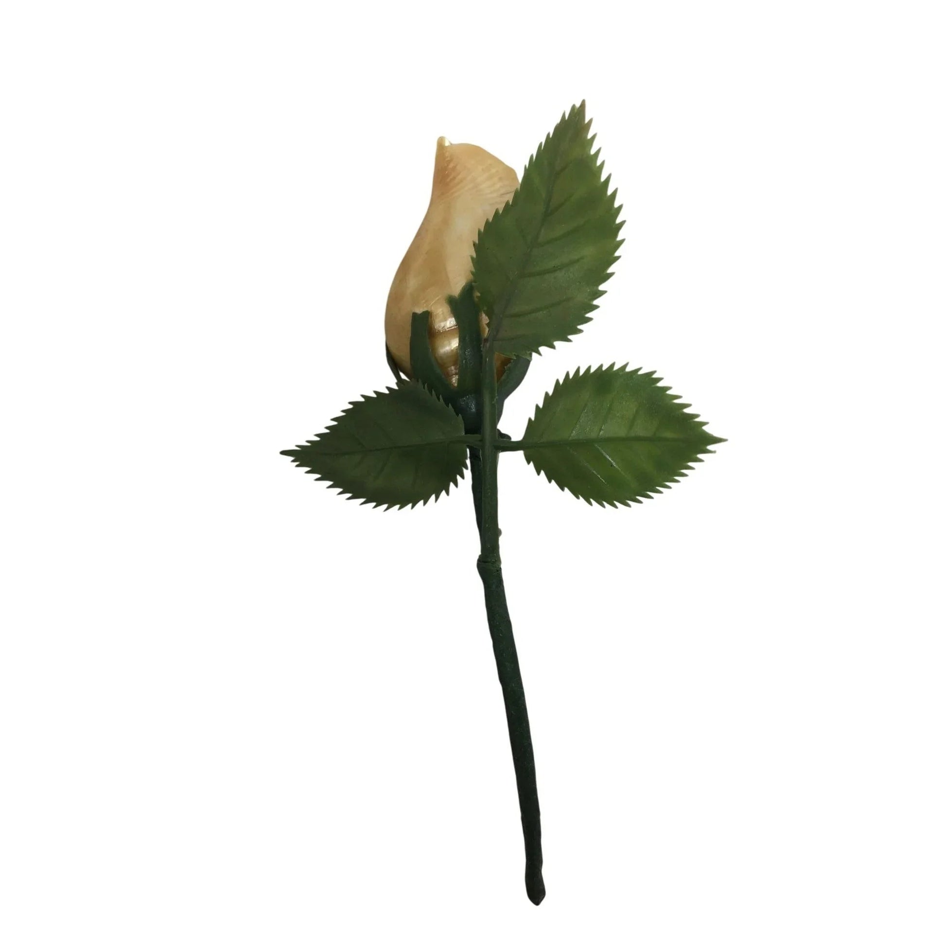 Assorted Collectible Sea Shells - Shell with flowers, Shell Flower with Stem, Two other shells - A+ Stuff - Collectibles - A+ Stuff