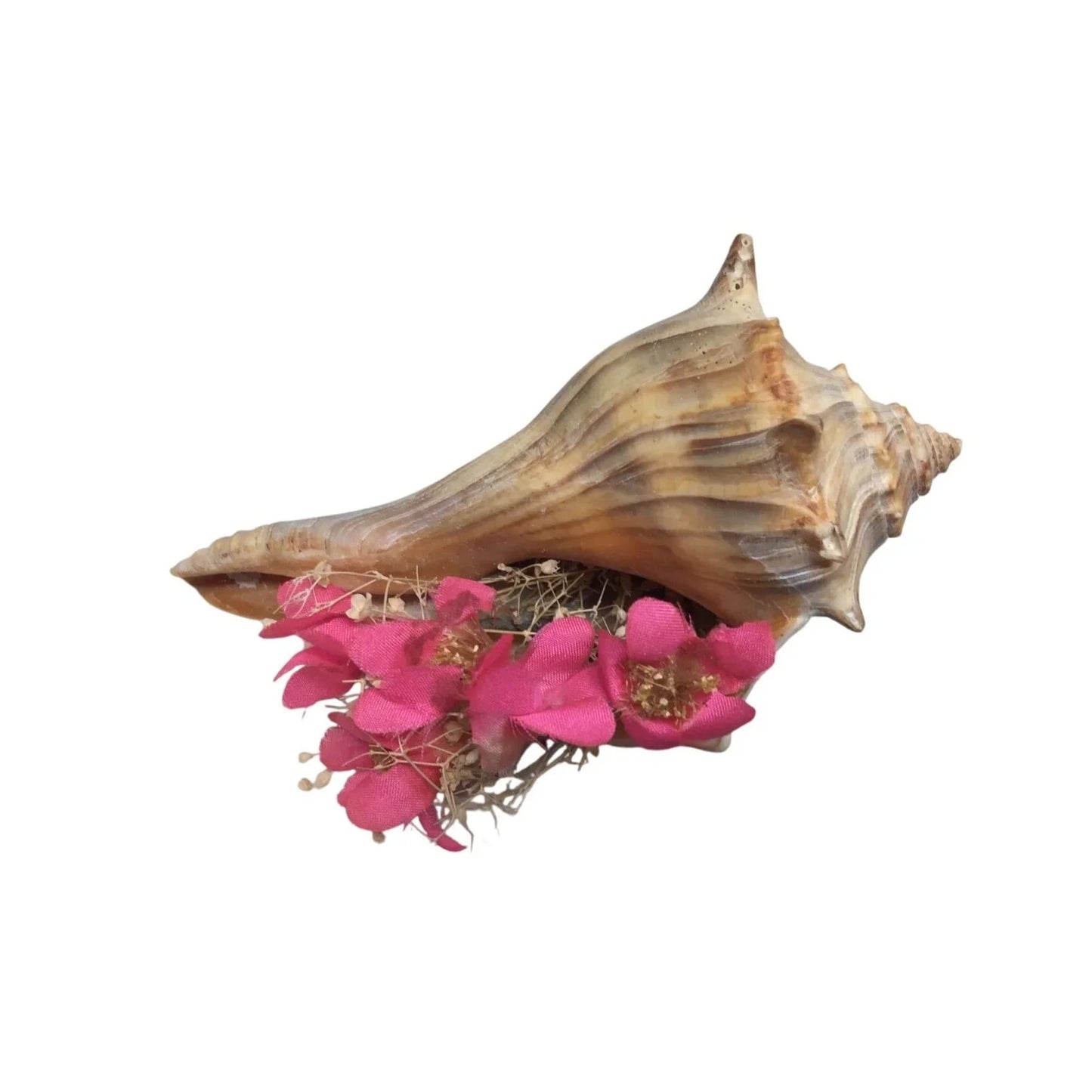 Assorted Collectible Sea Shells - Shell with flowers, Shell Flower with Stem, Two other shells - A+ Stuff - Collectibles - A+ Stuff