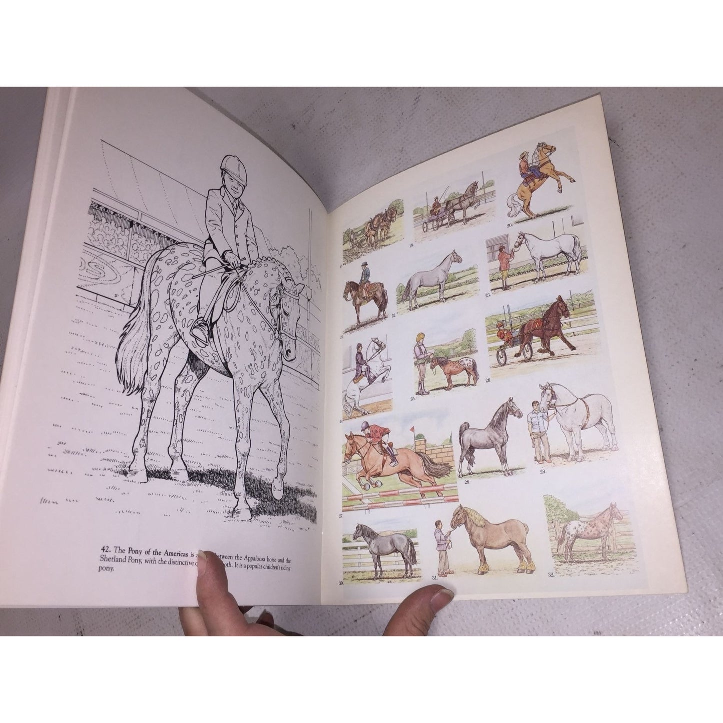 Horses of the World Coloring Book by John Green Dover Coloring Book