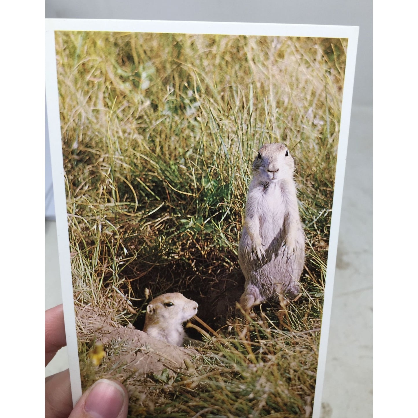 Vintage Collectible Snapshot Photo Prairie Dogs Postcard Rushmore Photo & Gifts, Inc. 1993