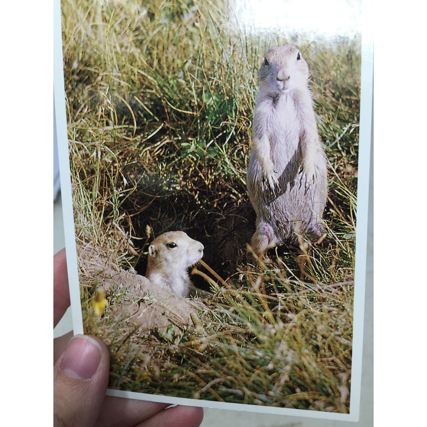 Vintage Collectible Snapshot Photo Prairie Dogs Postcard Rushmore Photo & Gifts, Inc. 1993