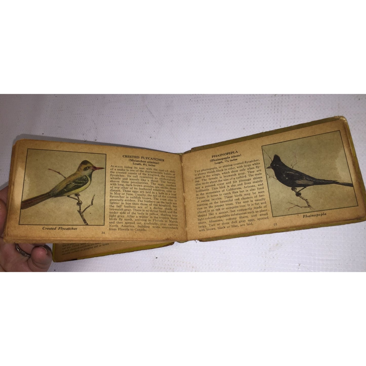 The Yellow Book of Birds of America Small Miniature Book