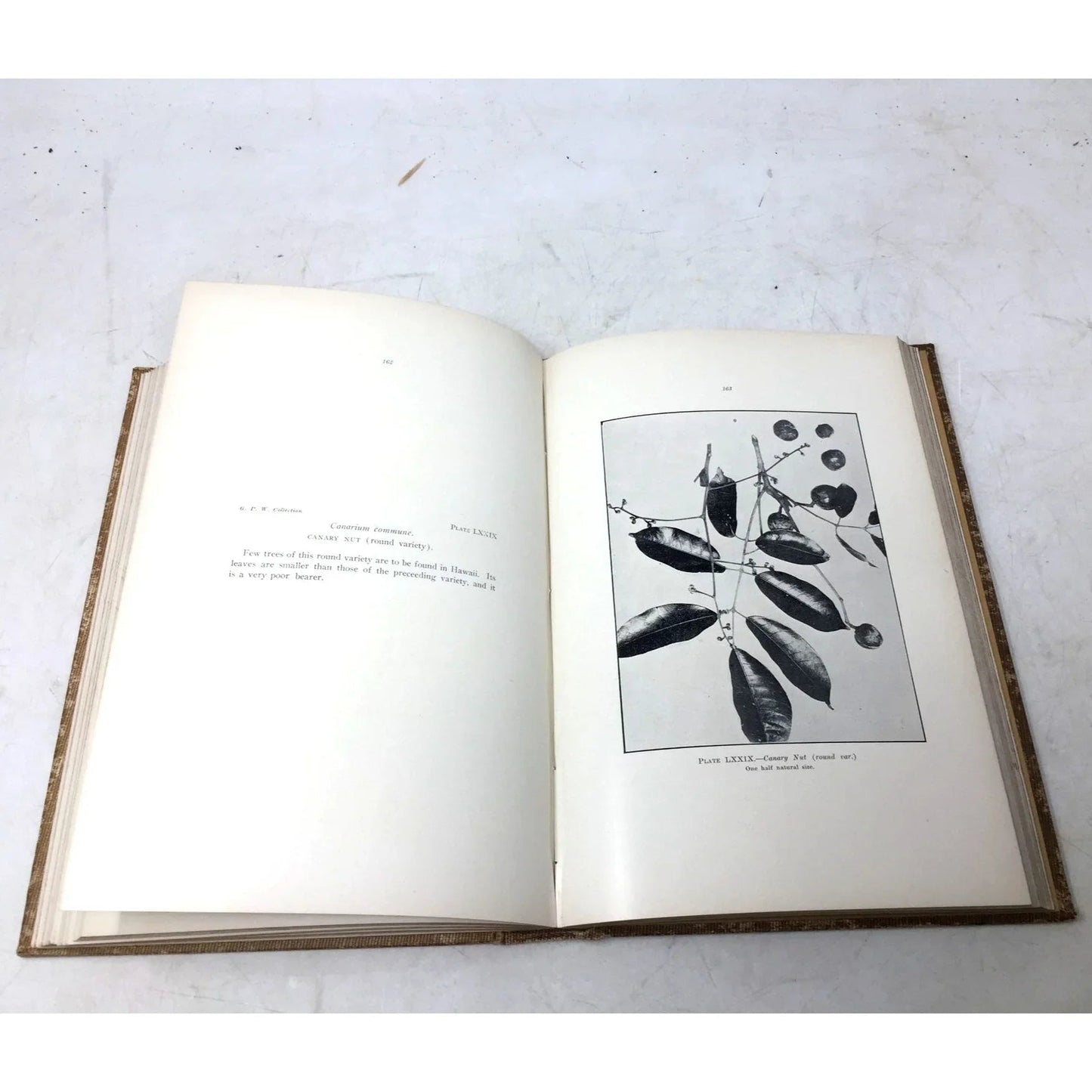 'Fruits of the Hawaiian Islands' by Gerrit Parmile Wilder - Gerrit Parmile Wilder - Antique Books - A+ Stuff