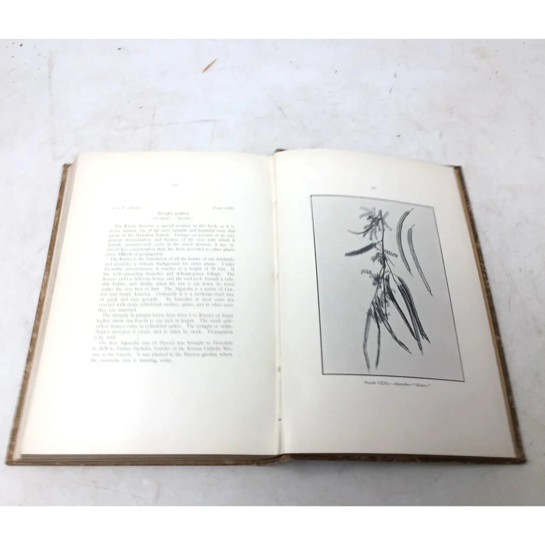 'Fruits of the Hawaiian Islands' by Gerrit Parmile Wilder - Gerrit Parmile Wilder - Antique Books - A+ Stuff