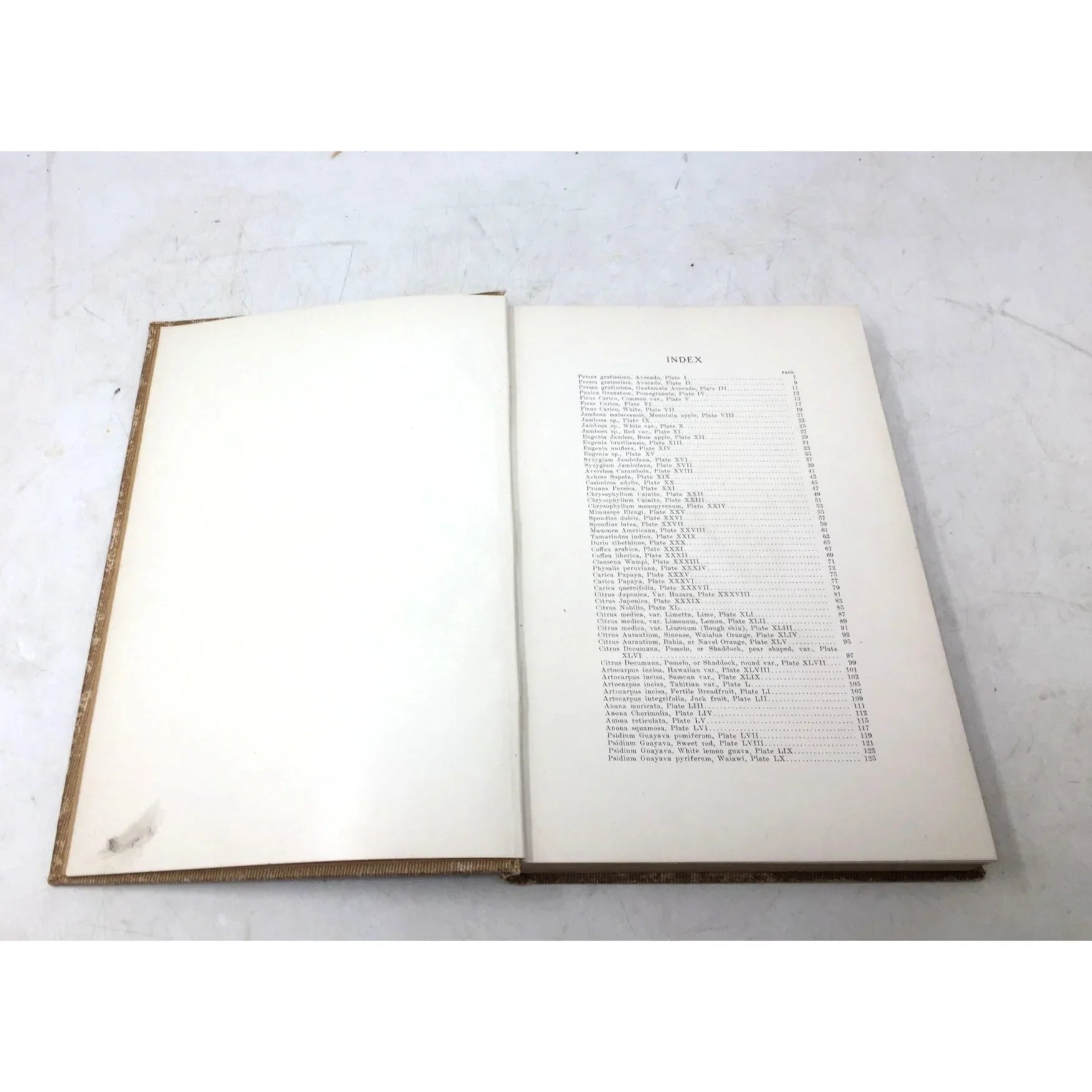 'Fruits of the Hawaiian Islands' by Gerrit Parmile Wilder - Gerrit Parmile Wilder - Antique Books - A+ Stuff