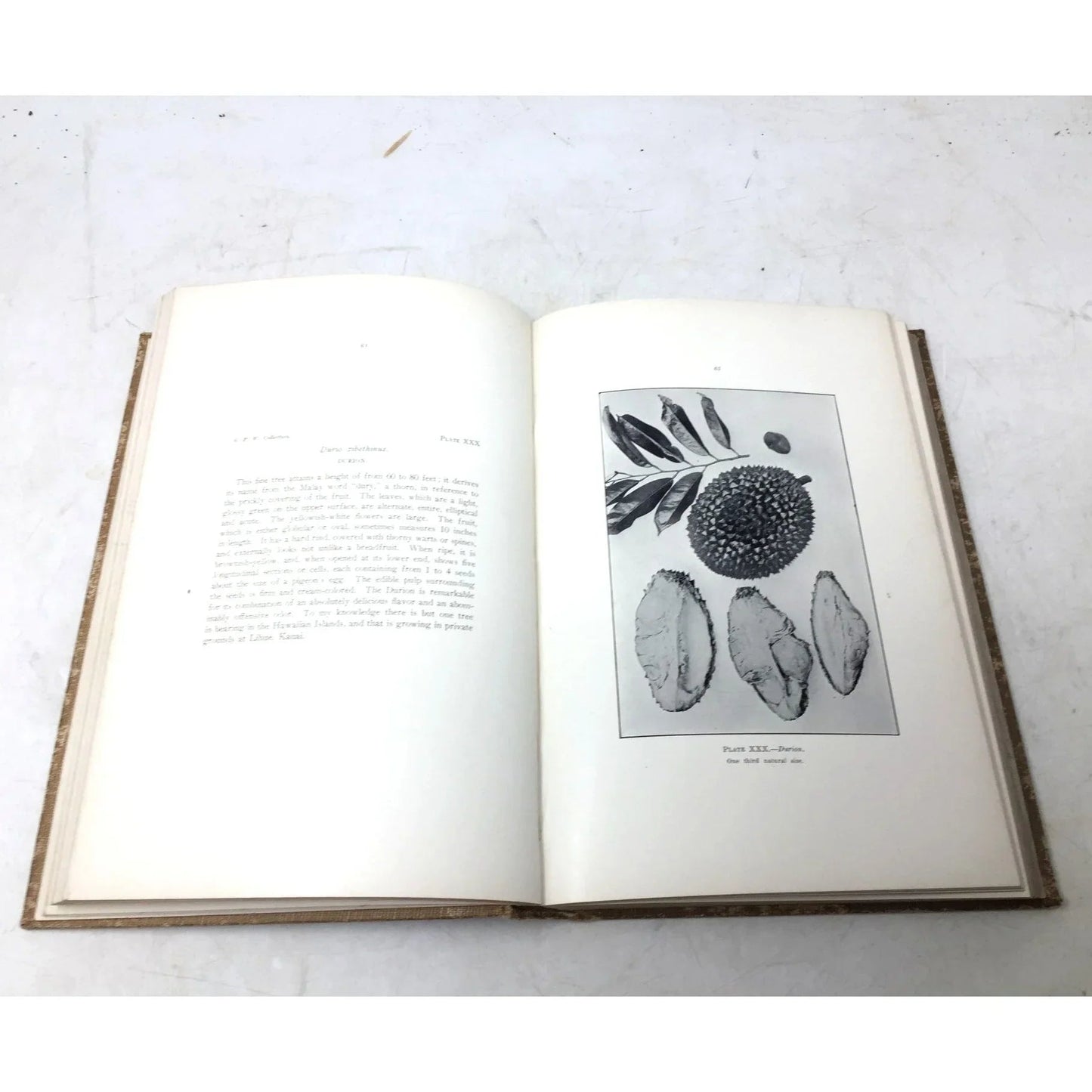 'Fruits of the Hawaiian Islands' by Gerrit Parmile Wilder - Gerrit Parmile Wilder - Antique Books - A+ Stuff