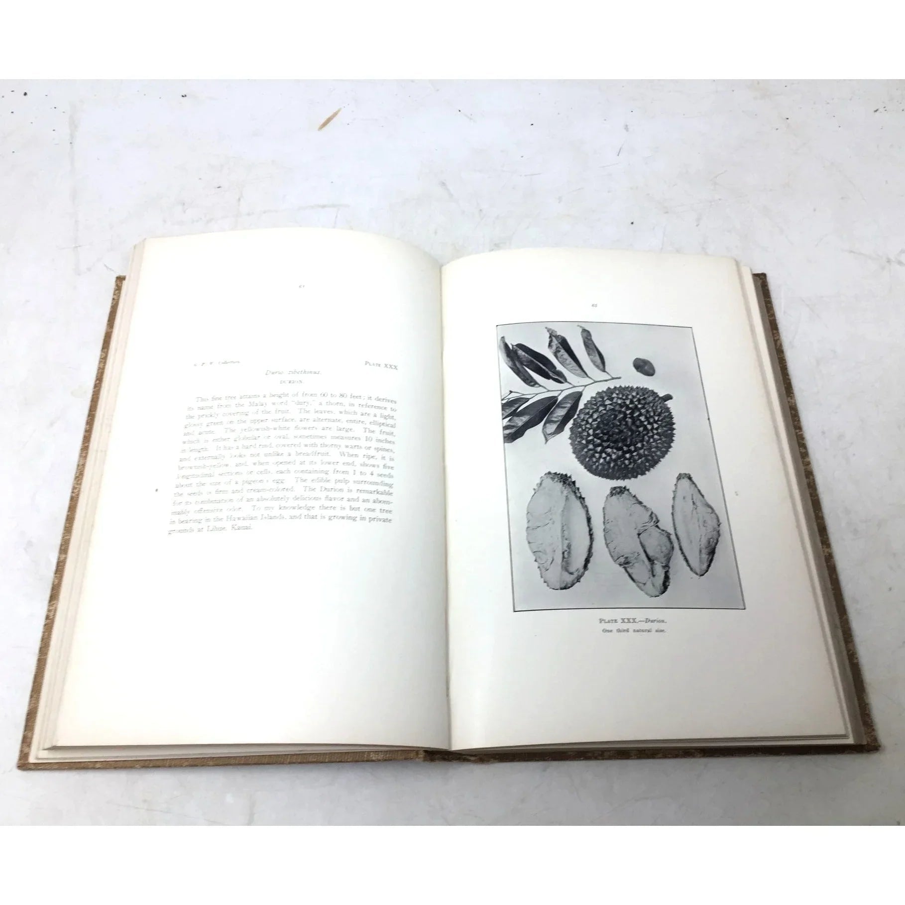 'Fruits of the Hawaiian Islands' by Gerrit Parmile Wilder - Gerrit Parmile Wilder - Antique Books - A+ Stuff