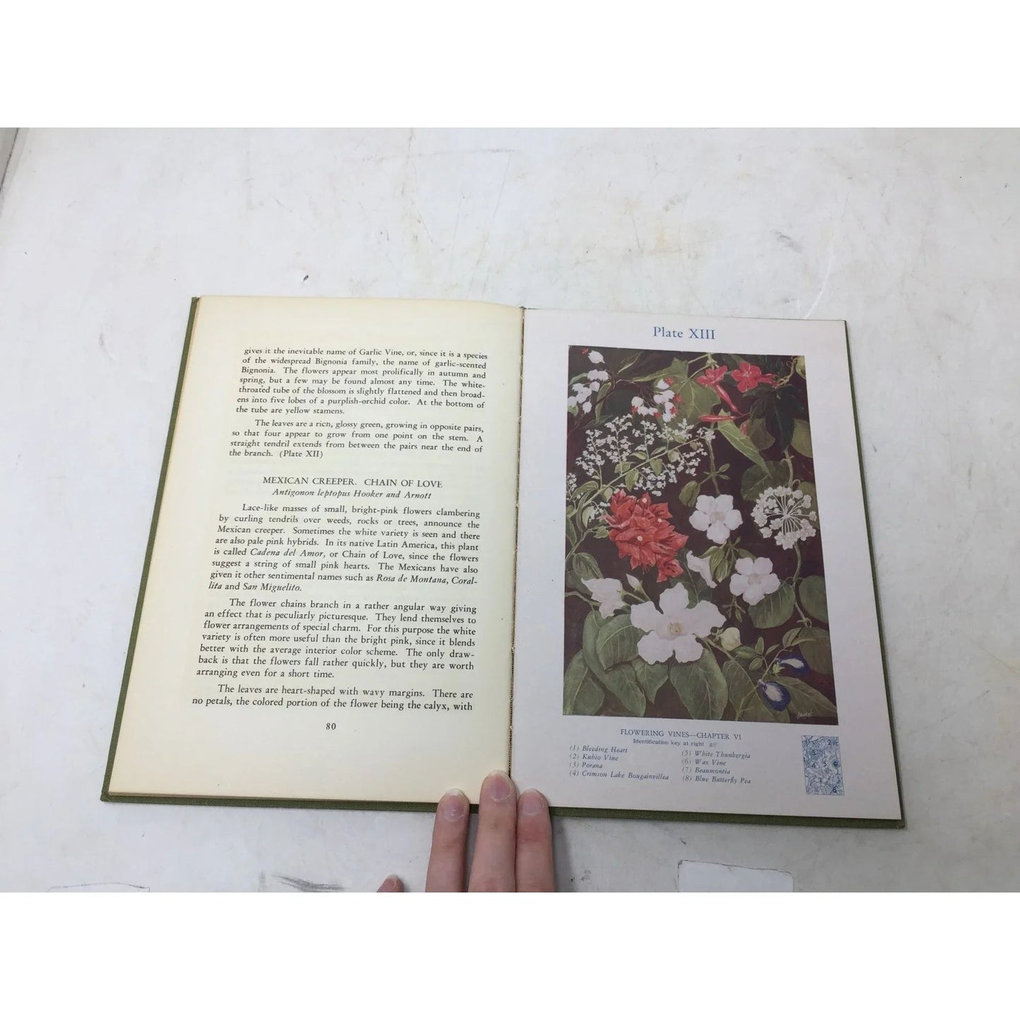 Hawaiian Flowers by Loraine E. Kuck and Richard C. Tongg book - A+ Stuff - Books - A+ Stuff