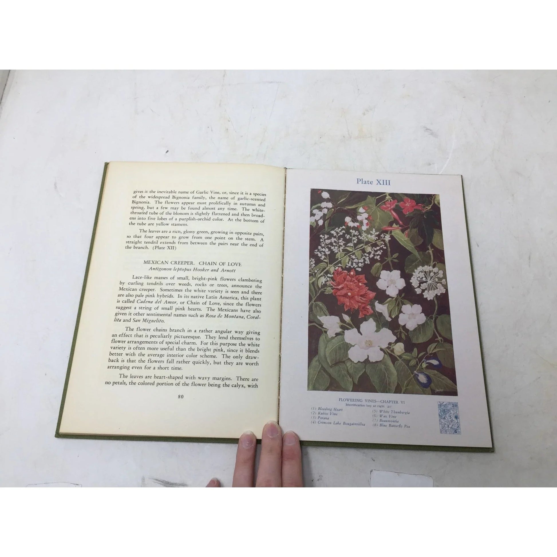 Hawaiian Flowers by Loraine E. Kuck and Richard C. Tongg book - A+ Stuff - Books - A+ Stuff