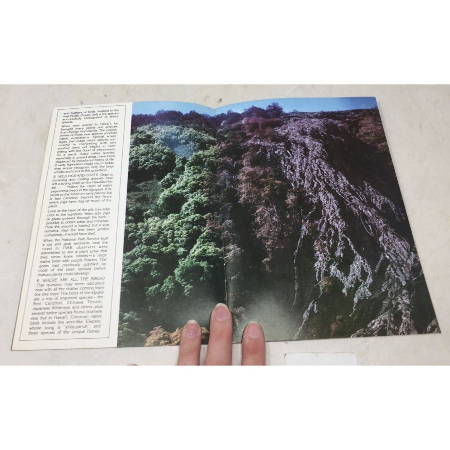Kīpuka Puaulu Trail unbranded  A+ Stuff Vintage Books