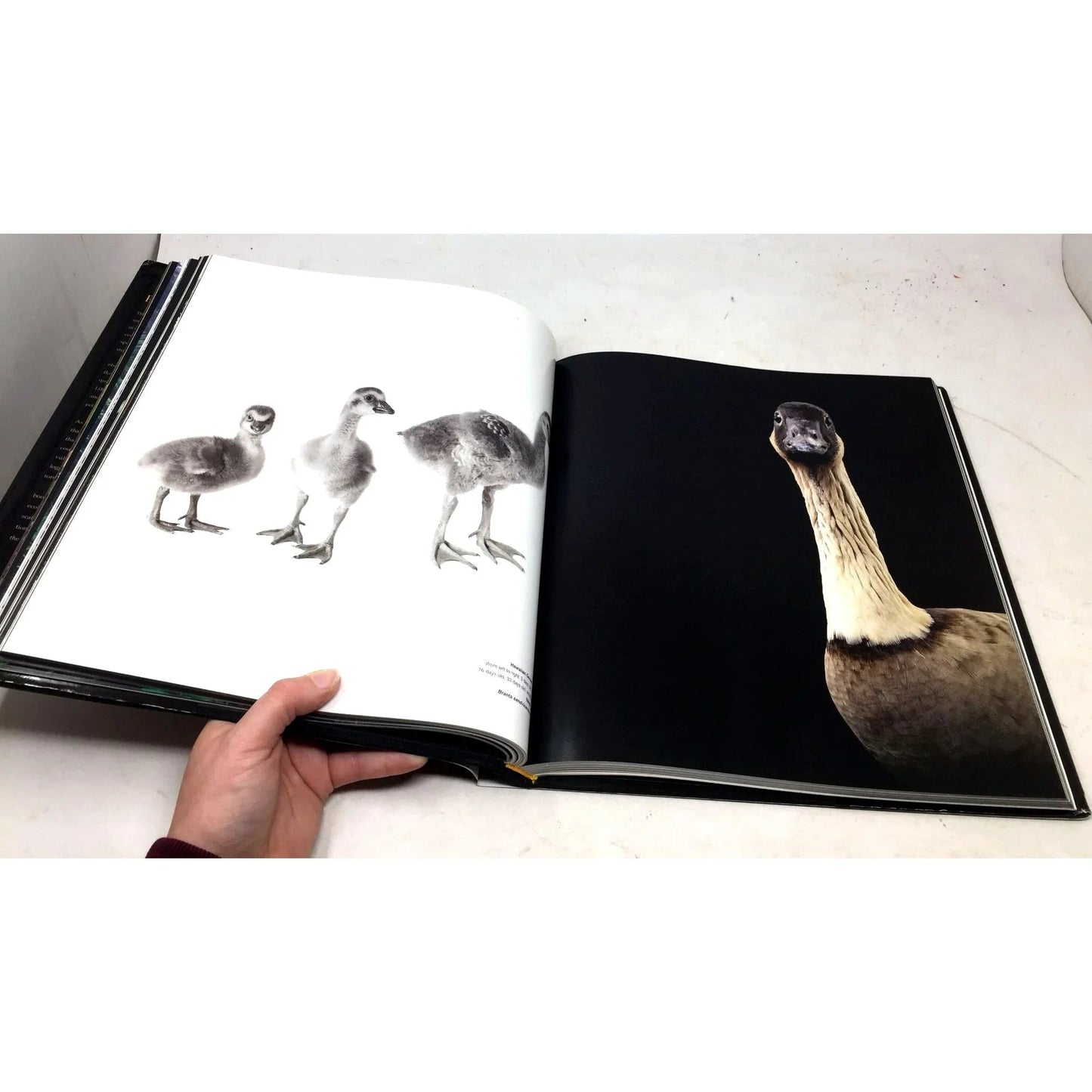 'Remains of a Rainbow: Rare Plants and Animals of Hawaii' by David Liittschwager and Susan Middleton - David Liittschwager and Susan Middleton - Vintage Books - A+ Stuff